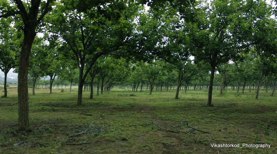 Photo of Netarhat: an untold story of Jharkhand 23/48 by anila