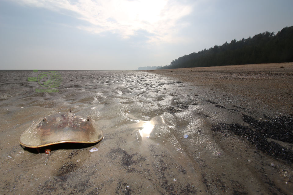 Photo of Chandipur, Odisha: To Love, romance, peace and Life by anila