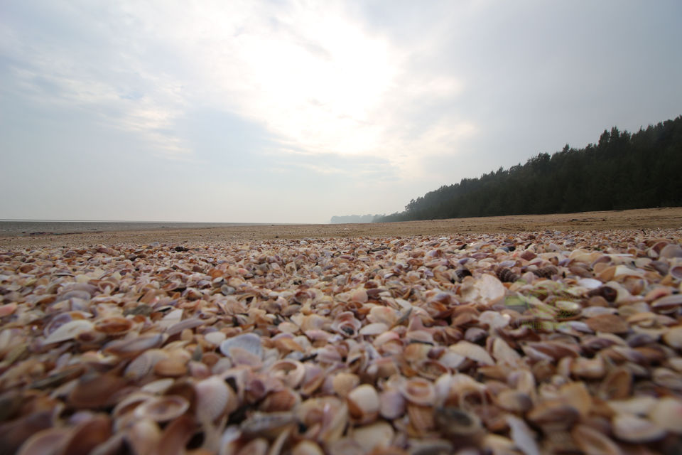Photo of Chandipur, Odisha: To Love, romance, peace and Life by anila