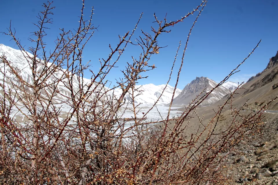 Photo of Kaza, Himachal Pradesh, India by anila