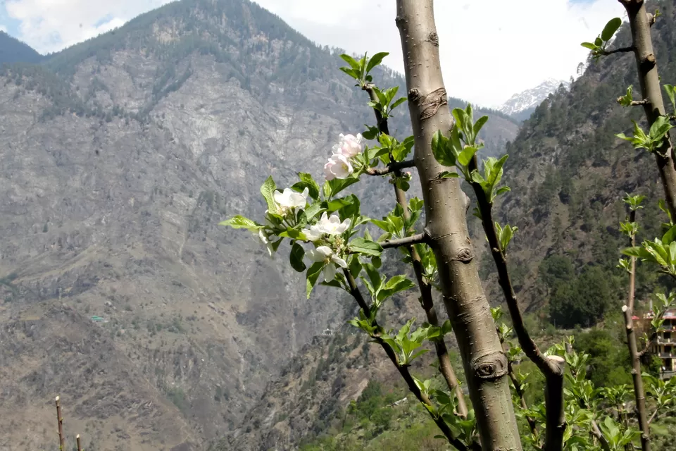 Photo of Kinnaur, Himachal Pradesh, India by anila