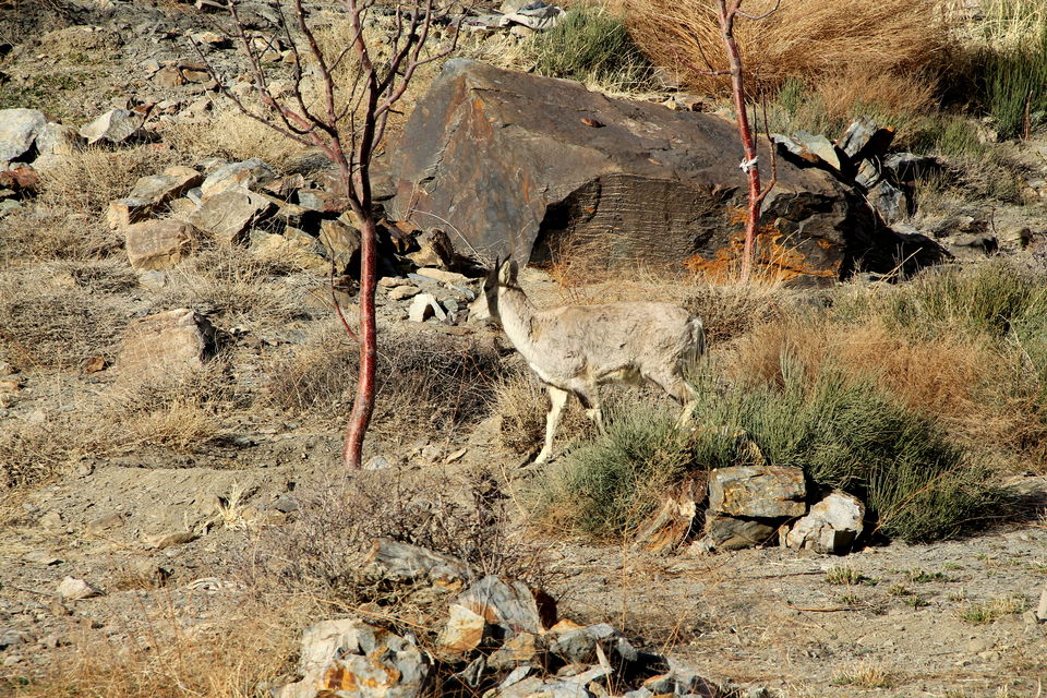 Photo of Spiti Valley: Roaming hearts in mountains by anila