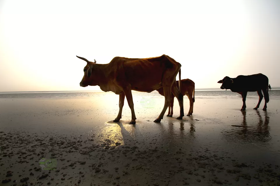 Photo of Chandipur, Odisha, India by anila