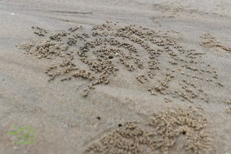 Photo of Mandarmani Beach, Mandarmani, West Bengal by anila