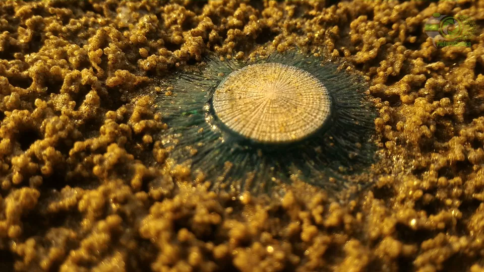 Photo of Mandarmani Beach, Mandarmani, West Bengal by anila