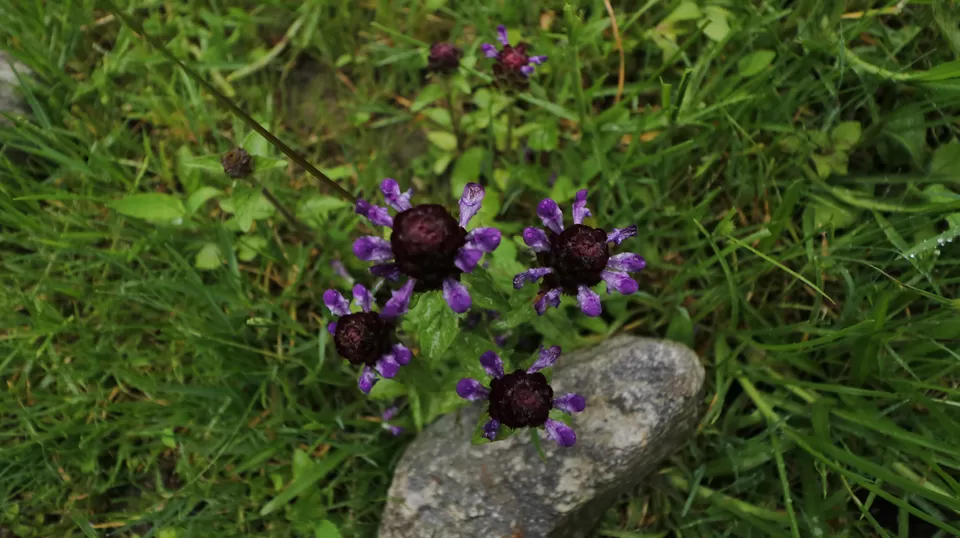 Photo of Chungthang, Lachen, Sikkim, India by anila