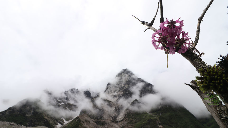 Photo of SOULFUL SIKKIM : Part II : Lachen - Gurudongmar Lake - Lachung- Yumthang Valley- Gangtok by anila