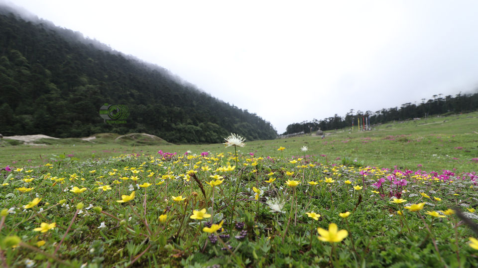 Photo of SOULFUL SIKKIM : Part II : Lachen - Gurudongmar Lake - Lachung- Yumthang Valley- Gangtok by anila