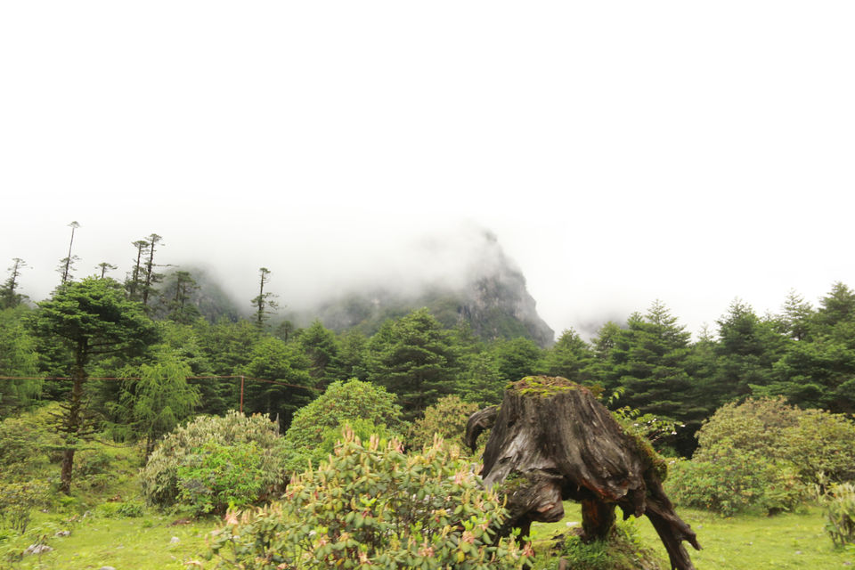 Photo of SOULFUL SIKKIM : Part II : Lachen - Gurudongmar Lake - Lachung- Yumthang Valley- Gangtok by anila