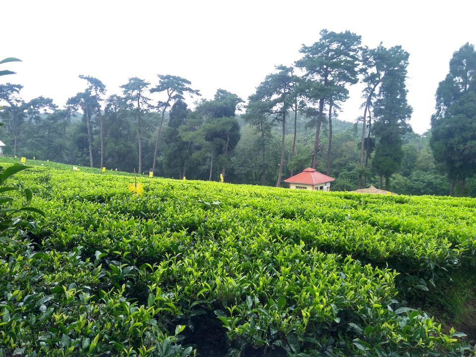 Photo of Tea Garden, Shillong, Meghalaya, India by anila