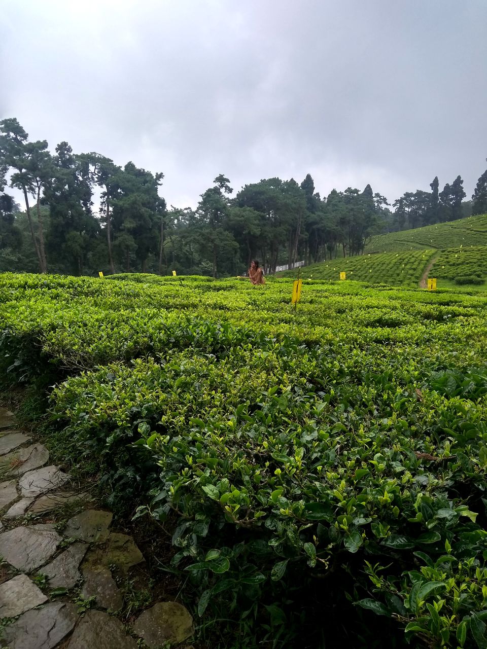 Photo of Tea Garden, Shillong, Meghalaya, India by anila