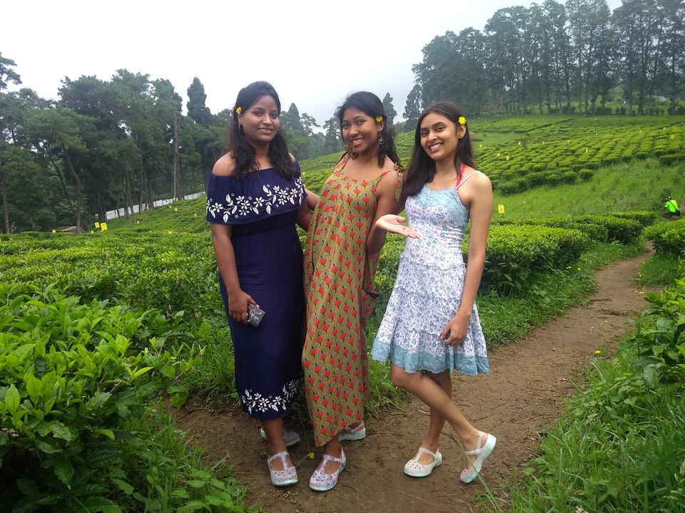 Photo of Tea Garden, Shillong, Meghalaya, India by anila