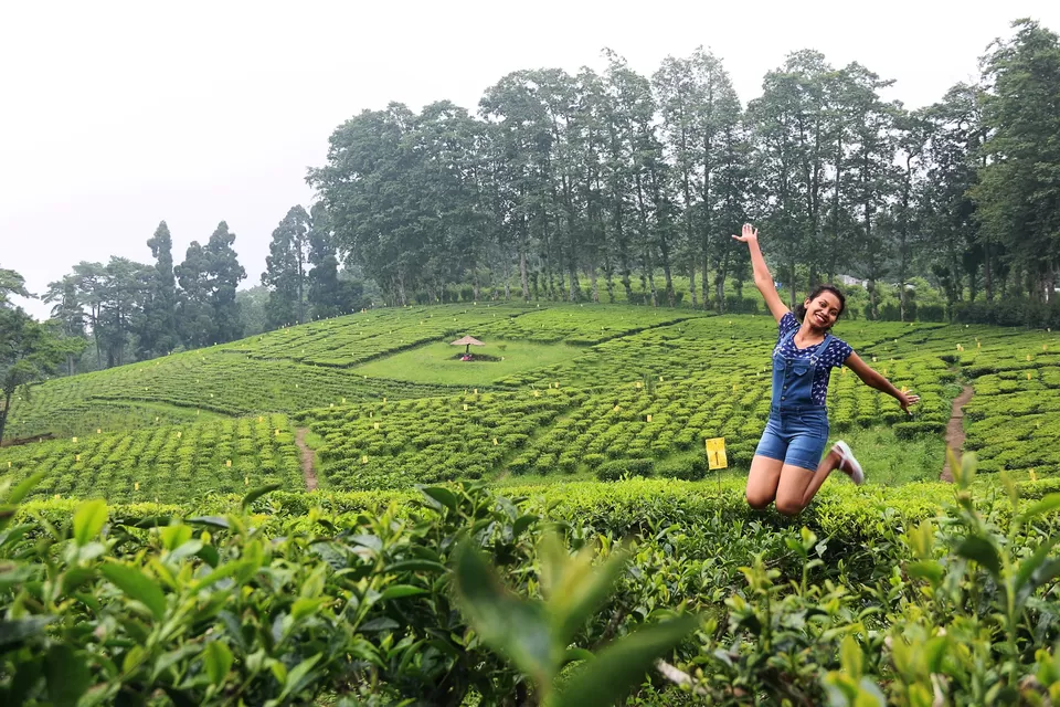 Photo of Tea Garden, Shillong, Meghalaya, India by anila