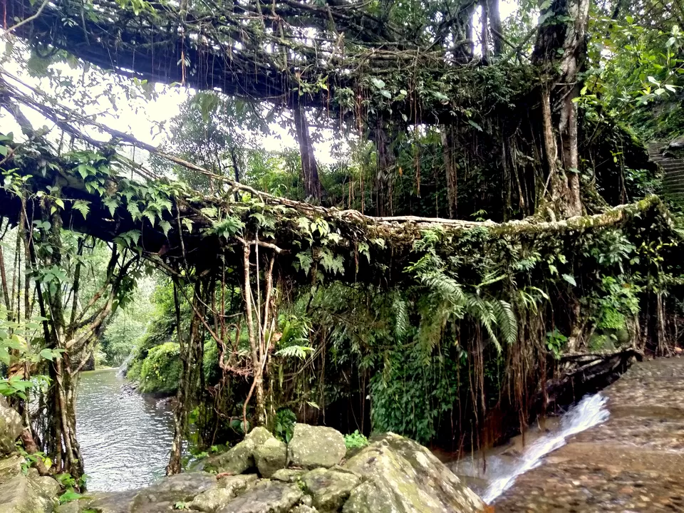 Photo of Double Decker Living Root Bridge, Cherrapunjee, Meghalaya, India by anila