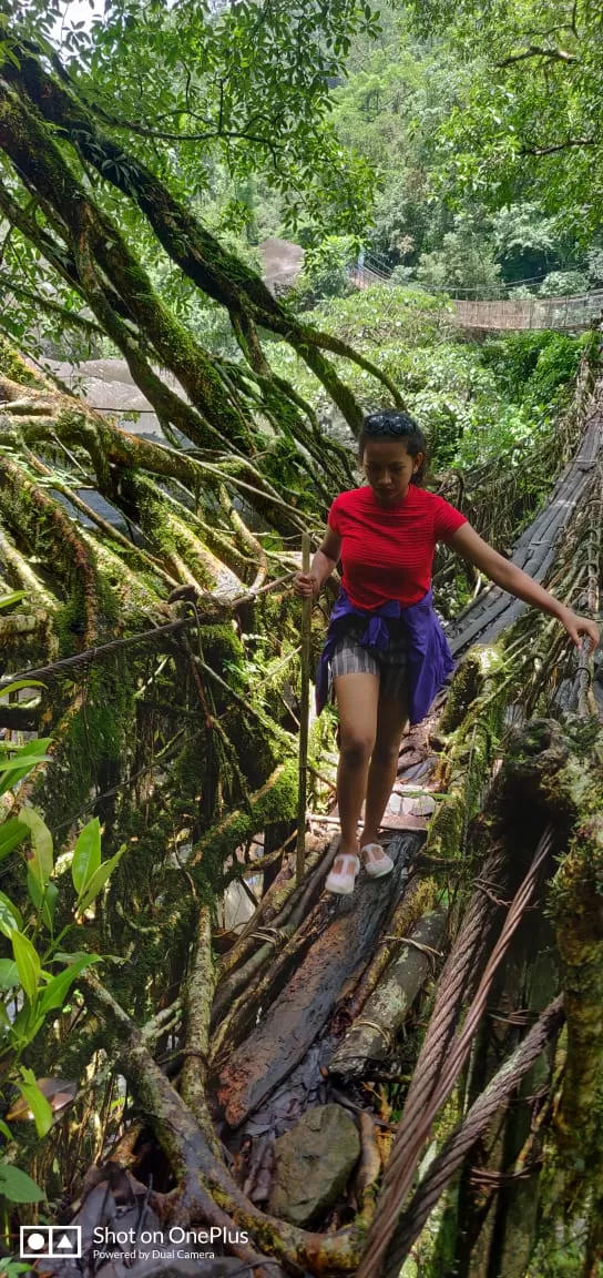 Photo of Mawsaw Steel & Root Bridge, Meghalaya, India by anila