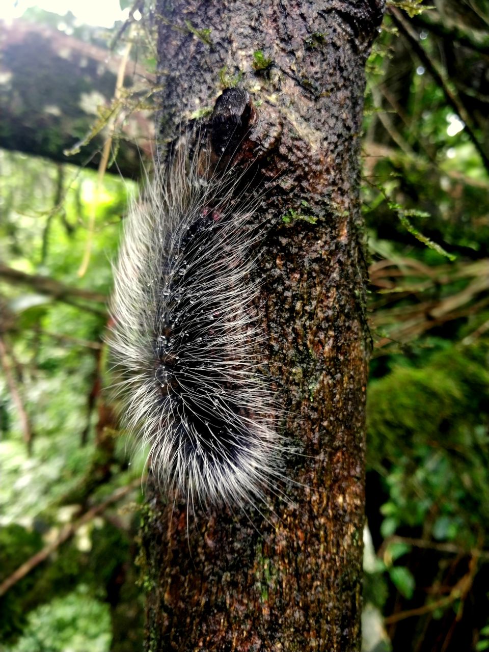 Photo of Few days in tropical forests of Meghalaya: Cherrapunjee , Double Decker living root bridge. by anila