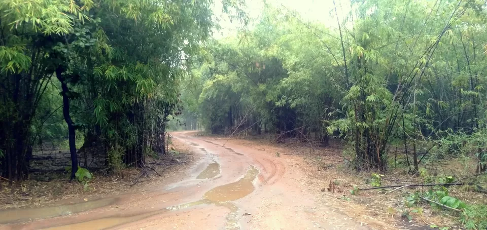 Photo of Bandhavgarh National Park, Bandhavgarh, Tala, Madhya Pradesh, India by anila