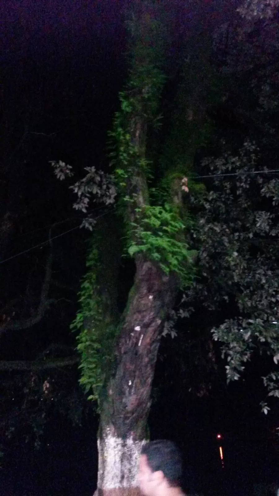 Photo of Mall Road, Mallital, Nainital, Uttarakhand, India by Avinash Singh