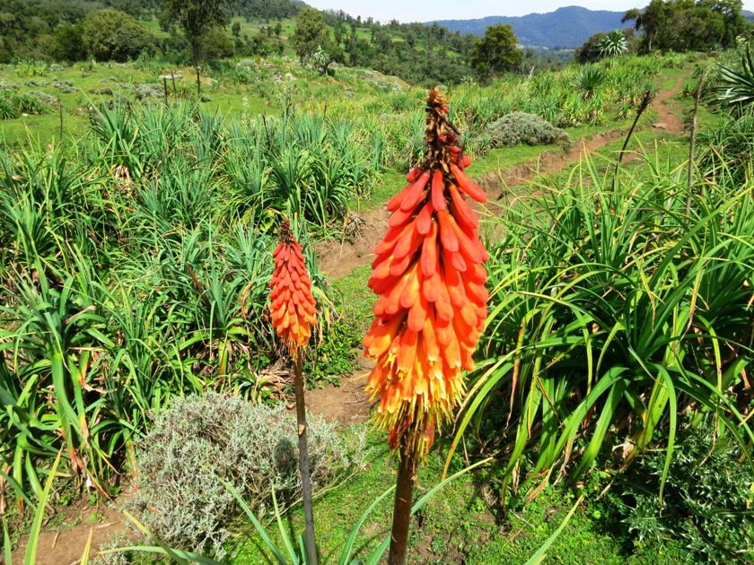 Photo of Bale Mountains National Park, Bale, Oromia, Ethiopia by Armaye Negalign
