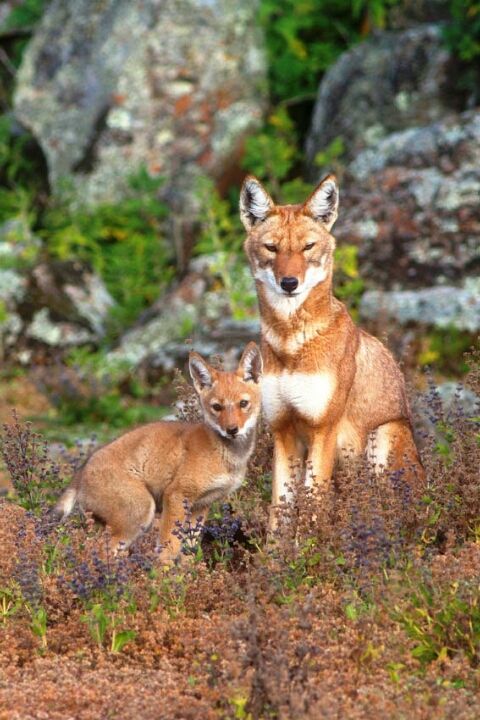 Photo of Bale Mountains National Park, Bale, Oromia, Ethiopia by Armaye Negalign