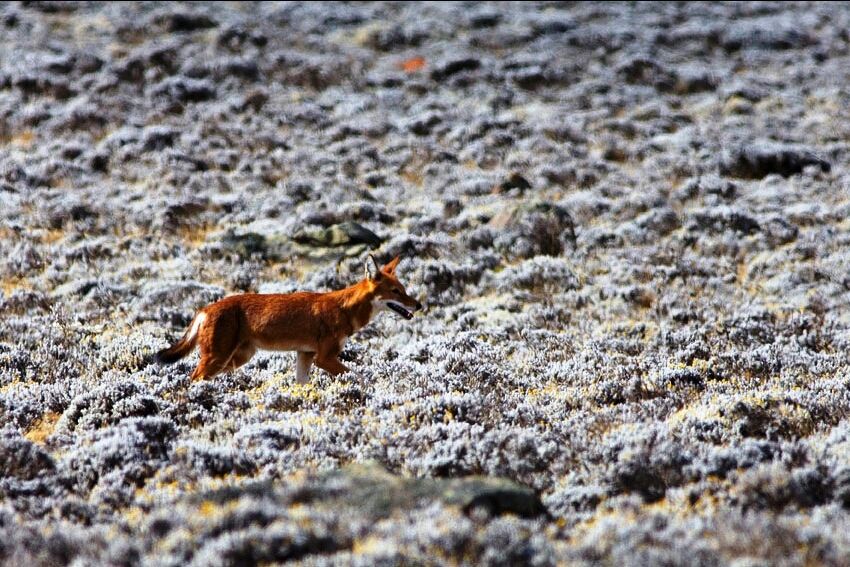 Photo of Bale Mountains National Park, Bale, Oromia, Ethiopia by Armaye Negalign