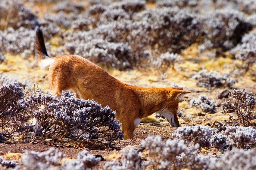 Photo of Bale Mountains National Park, Bale, Oromia, Ethiopia by Armaye Negalign