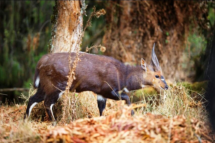 Photo of Bale Mountains National Park, Bale, Oromia, Ethiopia by Armaye Negalign