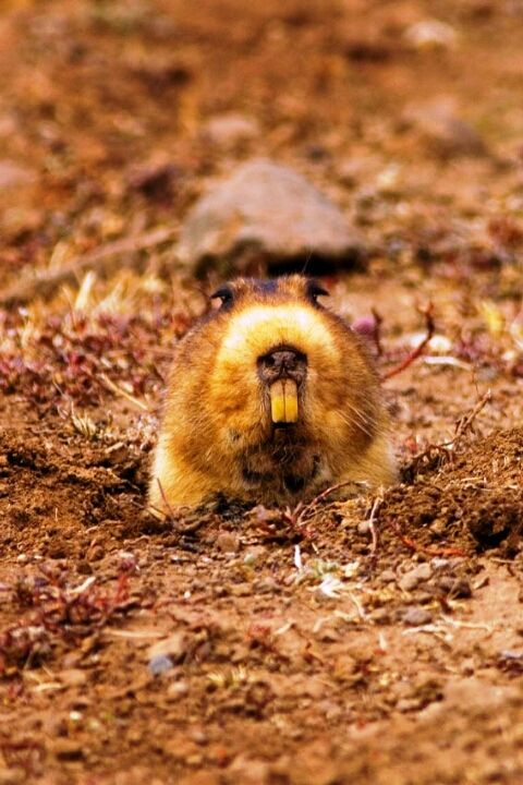 Photo of Bale Mountains National Park, Bale, Oromia, Ethiopia by Armaye Negalign