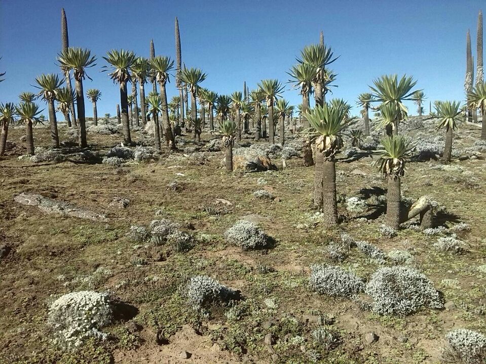 Photo of Bale Mountains National Park, Bale, Oromia, Ethiopia by Armaye Negalign