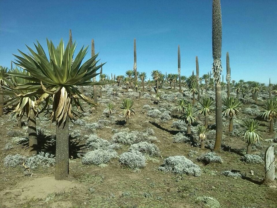 Photo of Bale Mountains National Park, Bale, Oromia, Ethiopia by Armaye Negalign