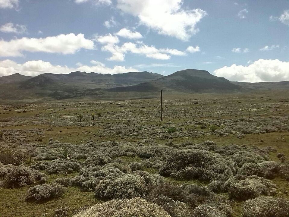 Photo of Bale Mountains National Park, Bale, Oromia, Ethiopia by Armaye Negalign