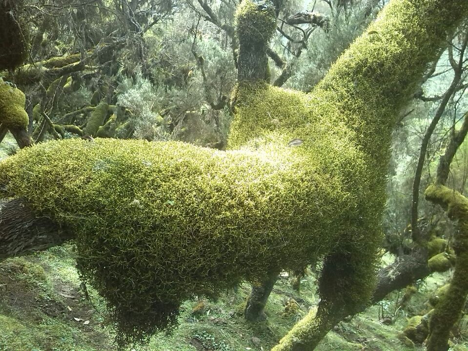 Photo of Bale Mountains National Park, Bale, Oromia, Ethiopia by Armaye Negalign