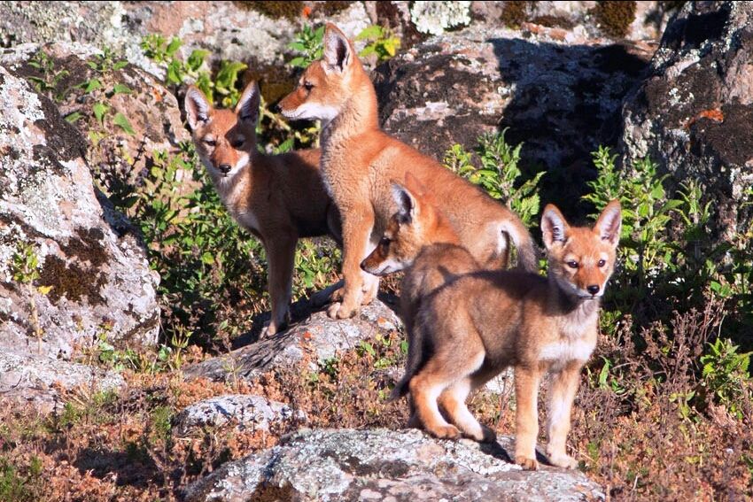 Photo of Bale Mountains National Park, Bale, Oromia, Ethiopia by Armaye Negalign