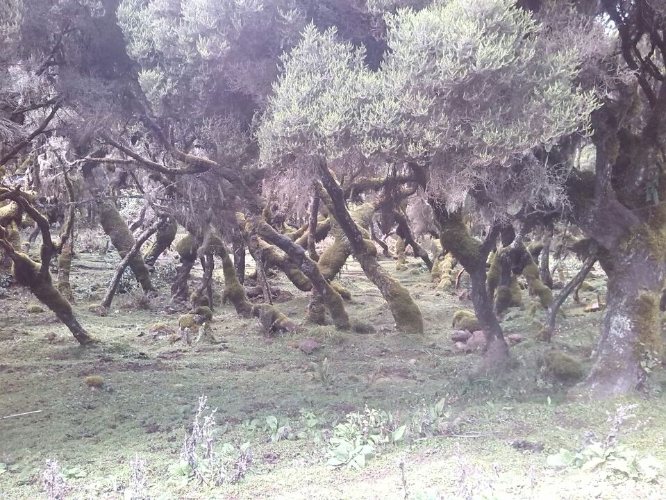 Photo of Bale Mountains National Park, Bale, Oromia, Ethiopia by Armaye Negalign