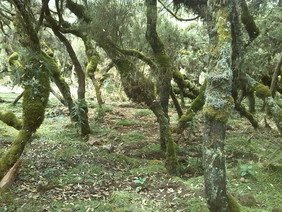 Photo of Bale Mountains National Park, Bale, Oromia, Ethiopia by Armaye Negalign