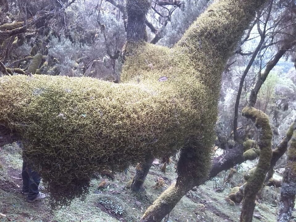 Photo of Bale Mountains National Park, Bale, Oromia, Ethiopia by Armaye Negalign