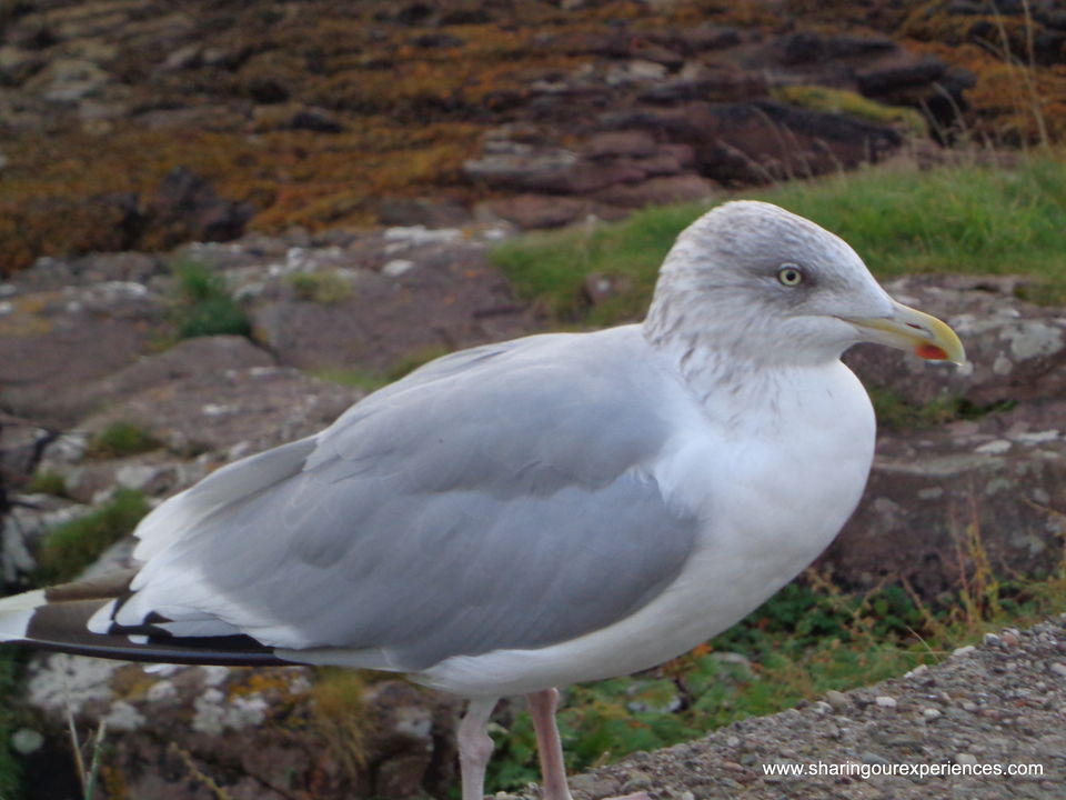 Photo of Spectacular Scotland - Millport Isle of Cumbrae trip in pictures 10/14 by Sharing our experiences