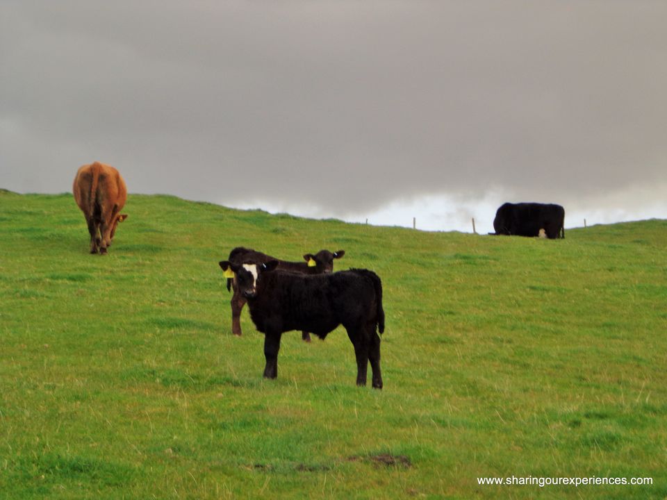 Photo of Spectacular Scotland - Millport Isle of Cumbrae trip in pictures 7/14 by Sharing our experiences