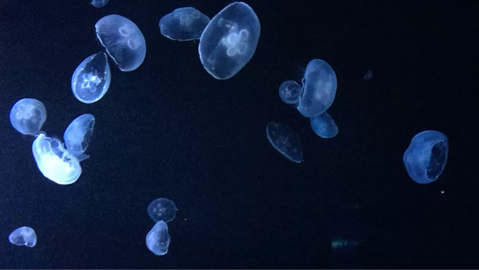 Photo of Dubai by Dr Kshitij Khaparde