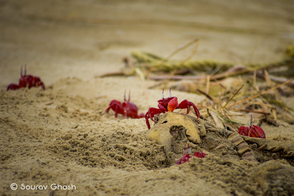 Photo of লাল কাঁকড়া বিচ by যাযাবর দেব -Debjyoti Bandyopadhyay