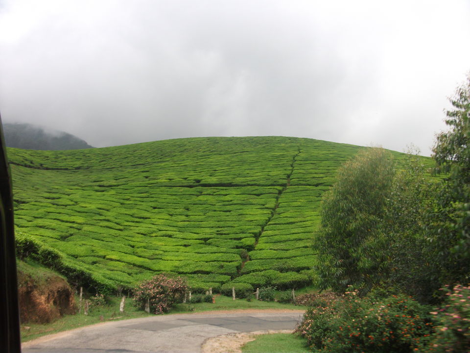 Photo of Munnar – Treasures hidden behind the mist 17/22 by Myron D'silva