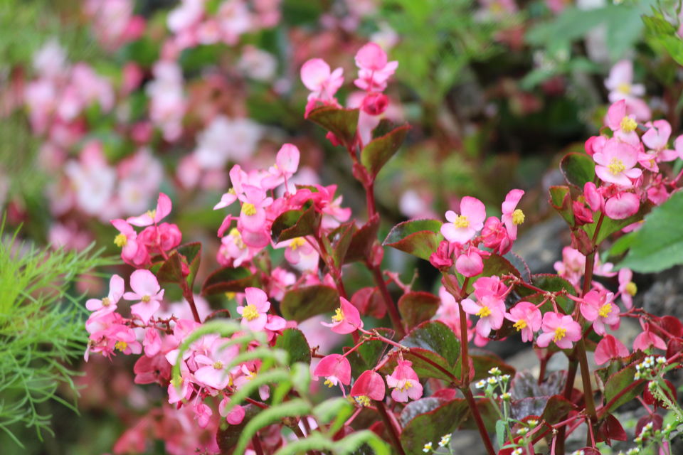 Photo of Ooty 6/13 by Juhi Bansal
