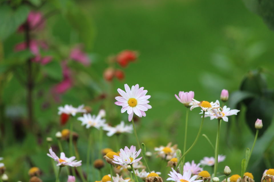 Photo of Ooty 7/13 by Juhi Bansal