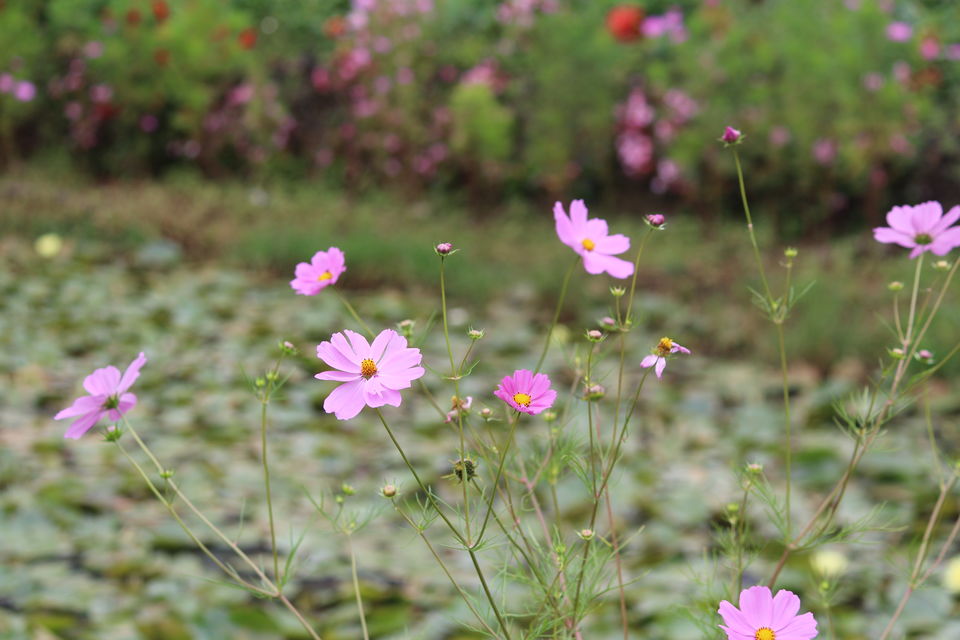 Photo of Ooty 4/13 by Juhi Bansal