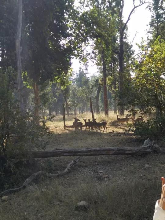 Photo of Turia Road, Kohka, Madhya Pradesh 480881, India by Prem Baba
