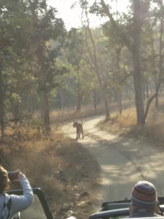 Photo of Turia Road, Kohka, Madhya Pradesh 480881, India by Prem Baba