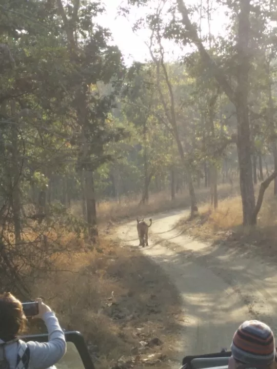 Photo of Turia Road, Kohka, Madhya Pradesh 480881, India by Prem Baba