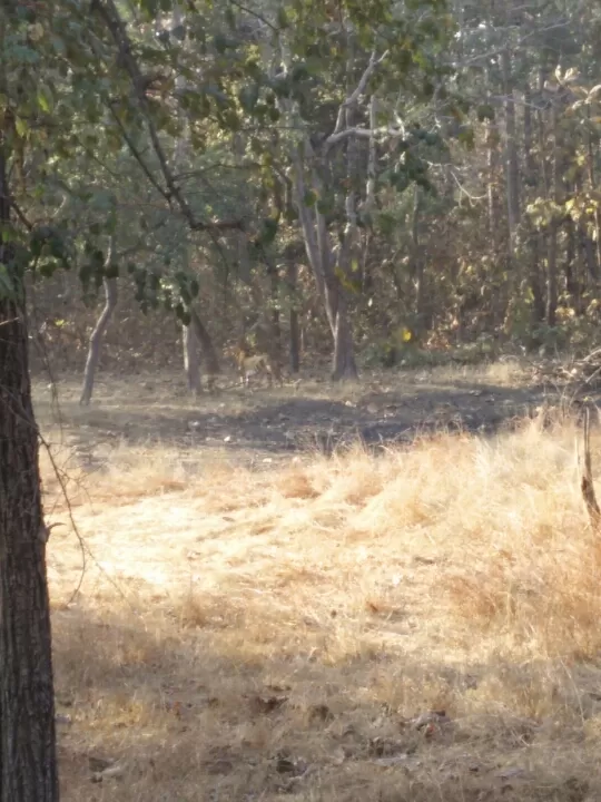 Photo of Turia Road, Kohka, Madhya Pradesh 480881, India by Prem Baba