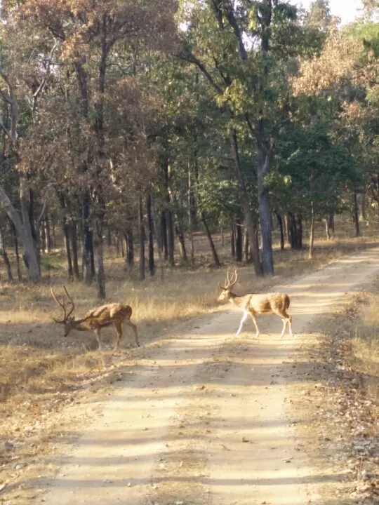 Photo of Turia Road, Kohka, Madhya Pradesh 480881, India by Prem Baba