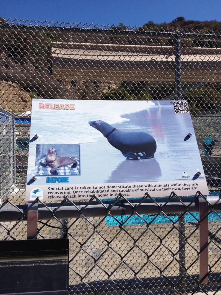 Photo of Pacific Marine Mammal Center, Laguna Canyon Road, Laguna Beach, CA, United States by Daisy